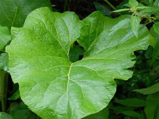 Burdock leaf compress for pain relief for back osteochondrosis